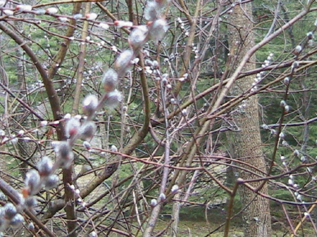 backYard_pussyWillows