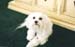 2_DivotDoggy