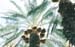 5_DesertPalms